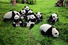 Chengdu Research Base of Giant Panda Breeding