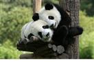 Half-Day Chengdu Panda Breeding Center Tour with Optional Baby Panda Holding