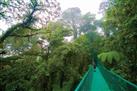 Hanging Bridges Birdwatching Tour