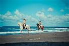 Horseback Riding to La Fortuna Waterfalls from Arenal