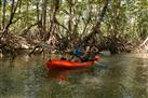 damas island Mangrove Kayak