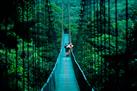 Tree Top Suspension Bridges