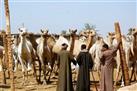 Darau Camel Market Half-Day Private Tour