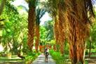 Private Felucca Cruise to Kitchener's Island Botanical Gardens