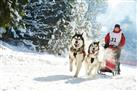 Dog sledge ride at Interlaken