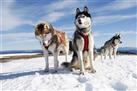 Husky farm safari