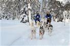 Lapland Husky Safari