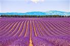 Provence Lavender Small Group Half-Day Trip