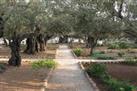 Garden of Gethsemane