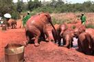 David Sheldrick Wildlife Trust & Elephant Orphanage Tour
