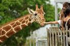Nairobi National Park, Karen Blixen Museum and Langata Giraffe Center Tour