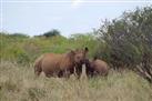 Ngulia Rhino Sanctuary