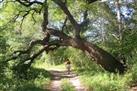 Arabuko-Sokoke Forest