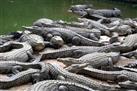 Crocodile Farm