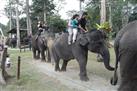 Elephant Orphanage Sanctuary Day Tour