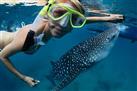 Amazing Whale Shark Adventure