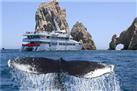 Majestic Whale Watching Adventure from Los Cabos