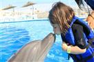 Swim with the Dolphins in Cabo San Lucas