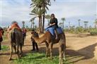 Camel Ride in Marrakech Palm grove
