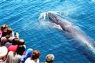 Auckland Dolphin and Whale Watching Cruise