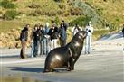 Small-Group Tour of Dunedin and the Otago Peninsula