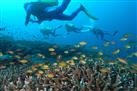 Scuba diving and snorkeling