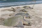 La Flor Beach Natural Reserve