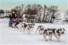 dog-sledding