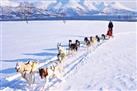 Lapland Husky Sled Safari from Tromso