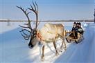 Lapland Reindeer Sleigh Ride from Tromso