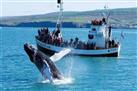 Lapland Whale-Watching Tour from Tromso