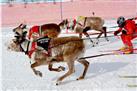 Sami Culture and Reindeer Tour with Optional Transport from Tromso