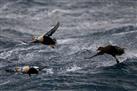Tromso RIB Cruise: Seabirds, Seals and Scenery