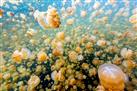 Jellyfish Lake