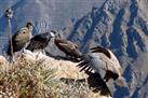 Colca Canyon Day Trip from Arequipa