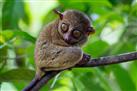 Philippine Tarsier Recreation Inc