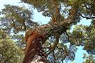 Alentejo Cork Forest