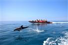 Dolphin Watching and Cave Tour from Vilamoura