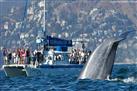 Dolphin and Whale Watching from Luxurious Catamaran