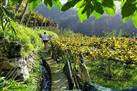 Madeira Wine Tour-Vineyards and Cellars