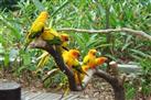 Singapore Jurong Bird Park Tour