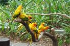 Singapore Jurong Bird Park Tour