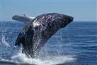 Full Day Whale Watching and Seaside Town Tour