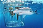 Shark Cage Diving