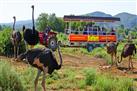 Safari Show Farm