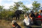 Kruger Park Day Safari