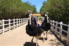 Safari Ostrich Farm