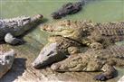 Kwena Crocodile Farm