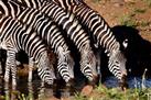 Pilanesberg Nature Reserve Safari and Sun City Day Trip