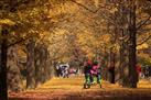 Full-Day Nami Island and Petite France Tour From Seoul